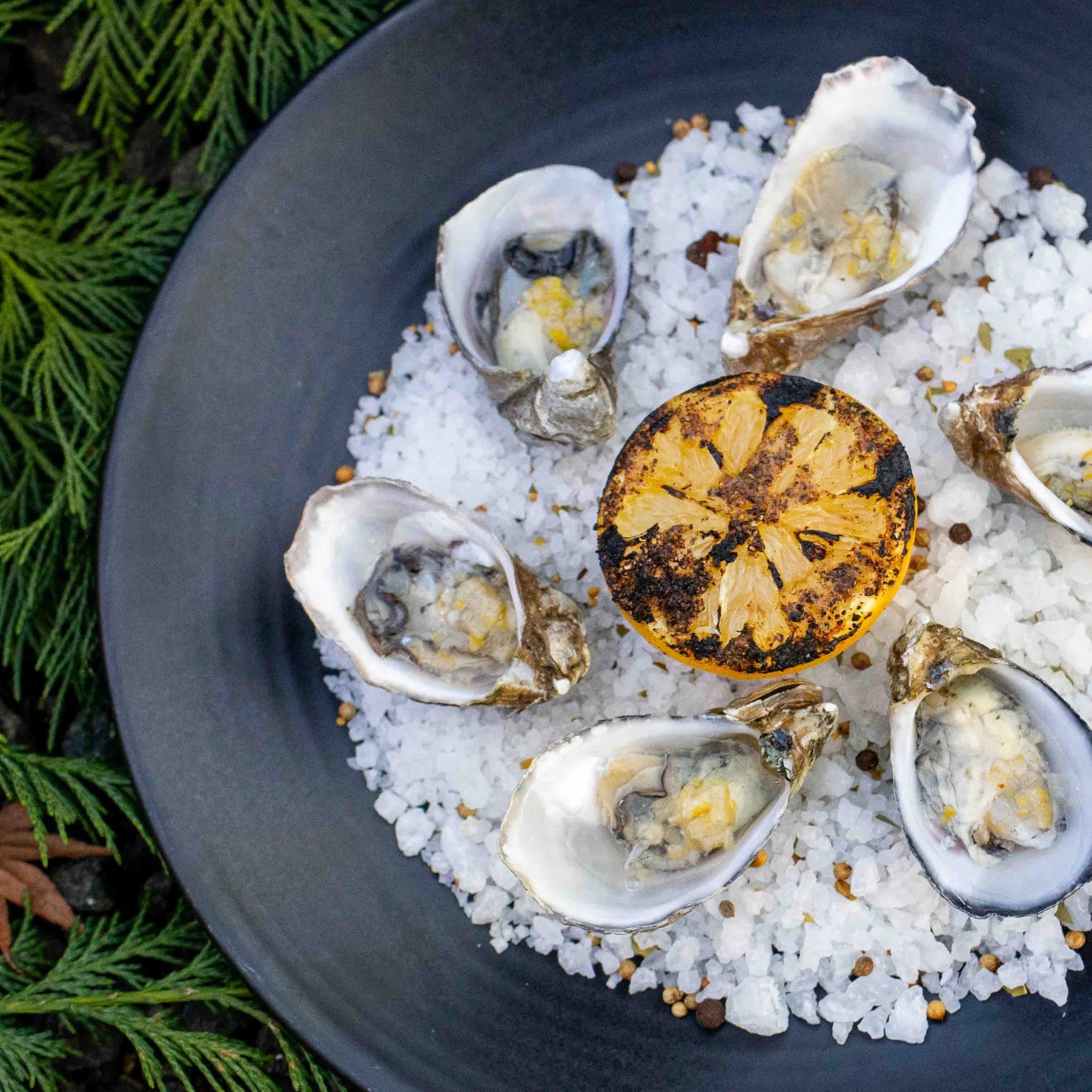 Oysters on the half shell over rock salt with a charred lemon, set on cedar
